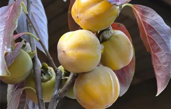 Diospyros 'Korea'