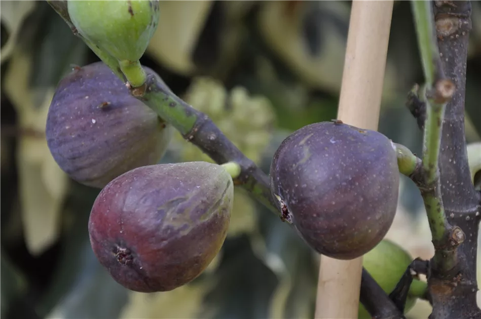 Ficus carica 'Violetta', Bayernfeige 'Violetta'(s) - GartenBaumschule  Whrle