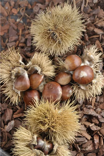 Castanea sativa 'Rousse de Nay'