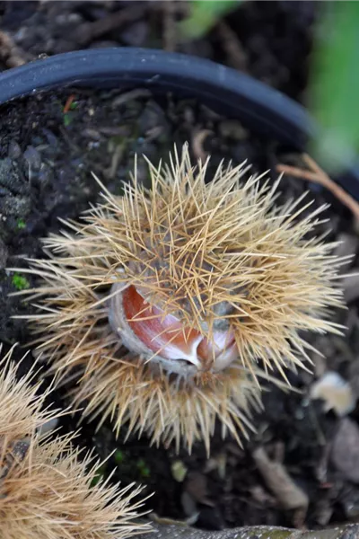 Castanea sativa 'Doree de Lyon' 