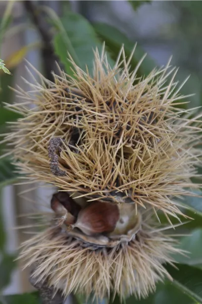 Castanea sativa 'Ecker'