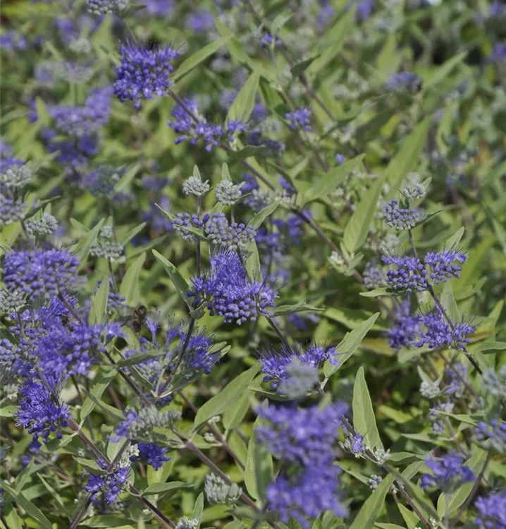 Bartblume 'Heavenly Blue'