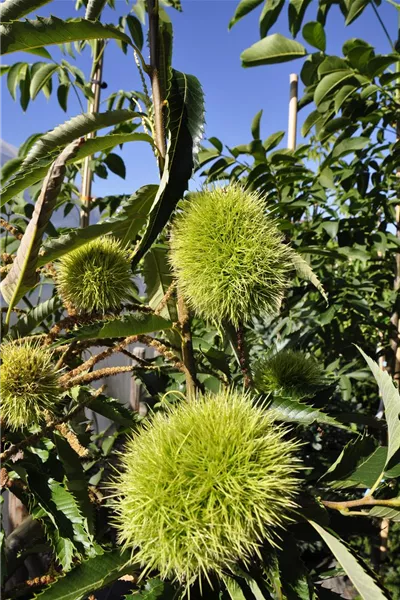 Castanea sativa 'Marigoule'