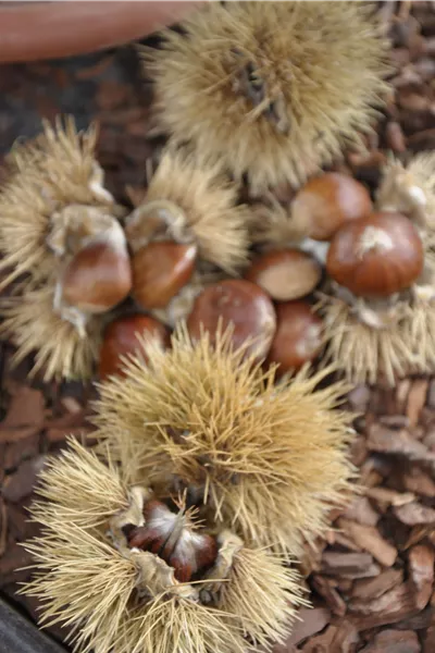 Castanea sativa 'Bouche de Bétizac'