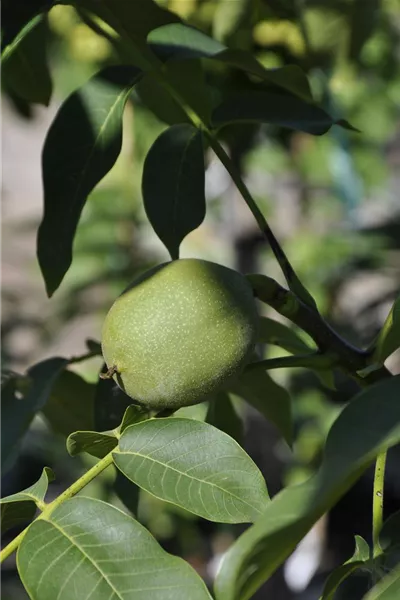 Juglans regia 'Broadview'