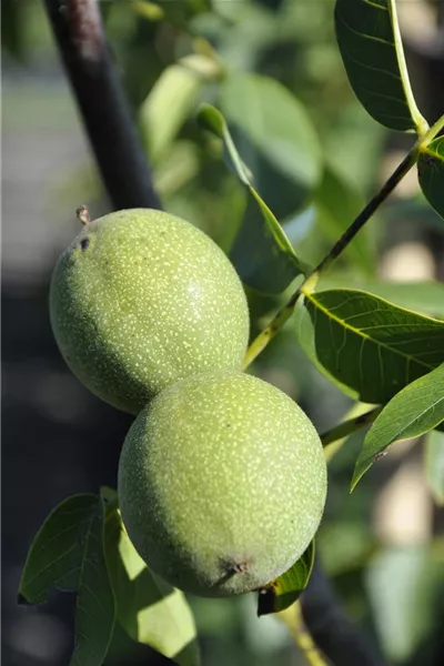 Juglans regia 'Chandler'