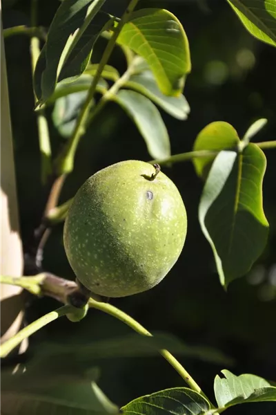 Juglans regia 'Fernor'