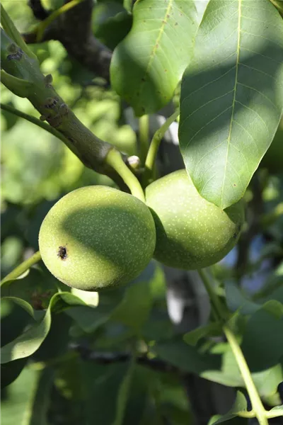 Juglans regia 'Klon 139'