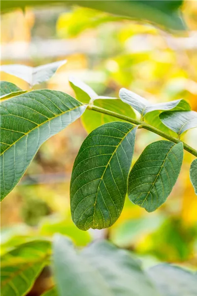 Juglans regia 'Pferdenuss'
