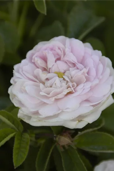 Rosa 'Maiden´s Blush'