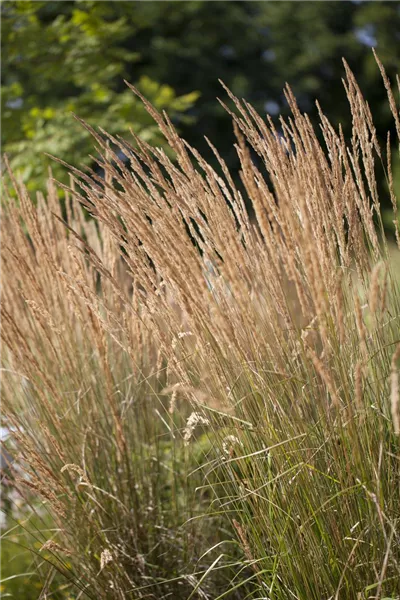 Calamagrostis x acutiflora 'Karl Foerster'