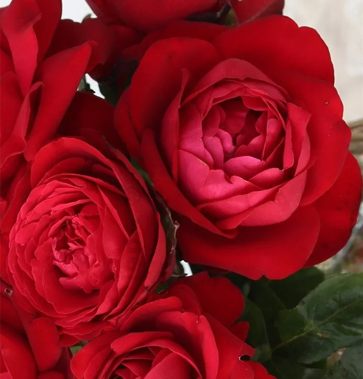 Edelrose 'Tiamo'®(s)