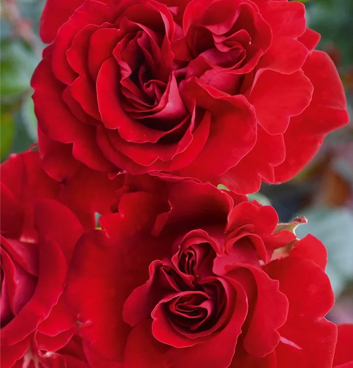Strauchrose 'Tornella'