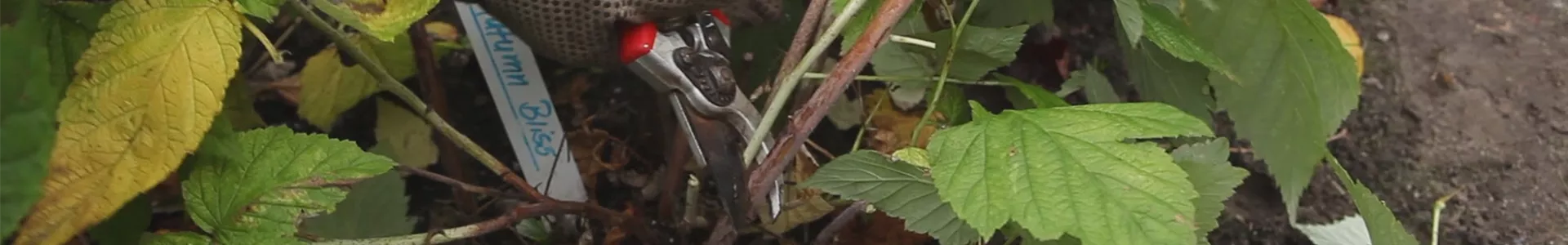 Himbeeren - Zurückschneiden im Herbst (thumbnail).jpg Himbeeren - Zurückschneiden im Herbst (thumbnail).jpg